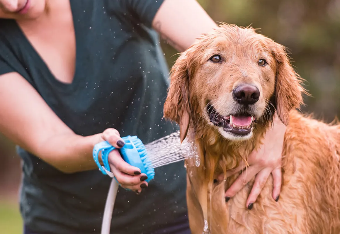 Dog Bath Brush Sprayer and Scrubber