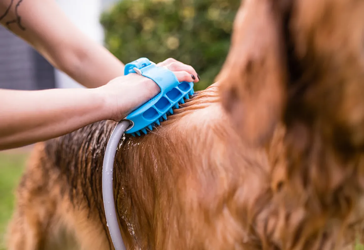 Dog Bath Brush Sprayer and Scrubber