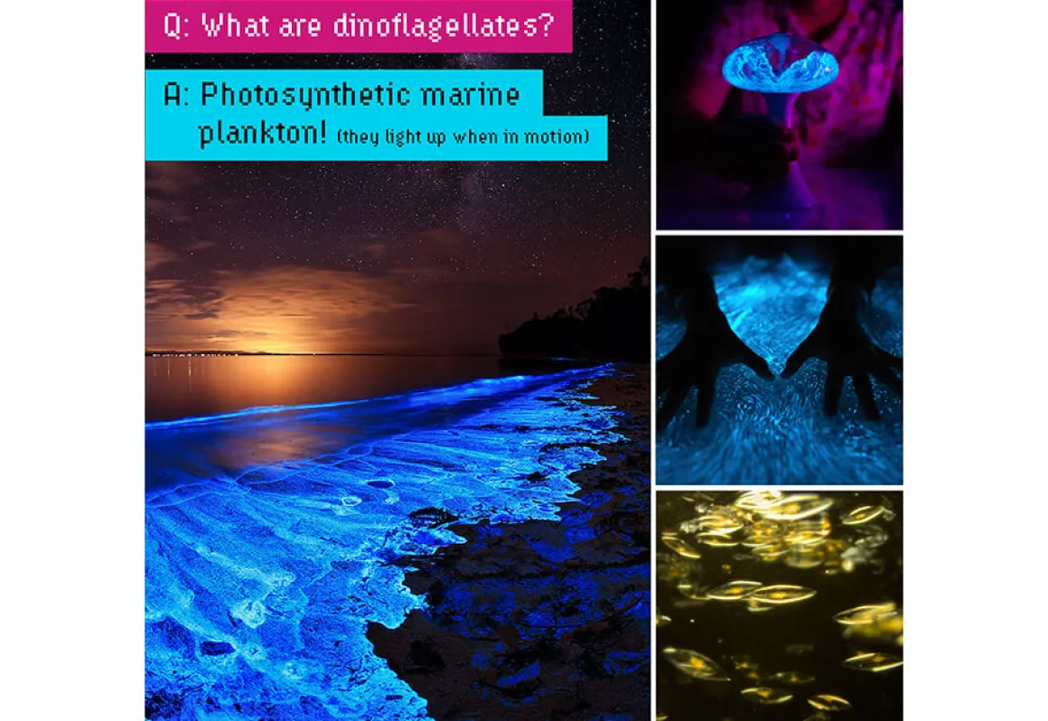 Glowing Plankton Aquarium