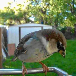 Video Camera Bird Feeder by Sharper Image