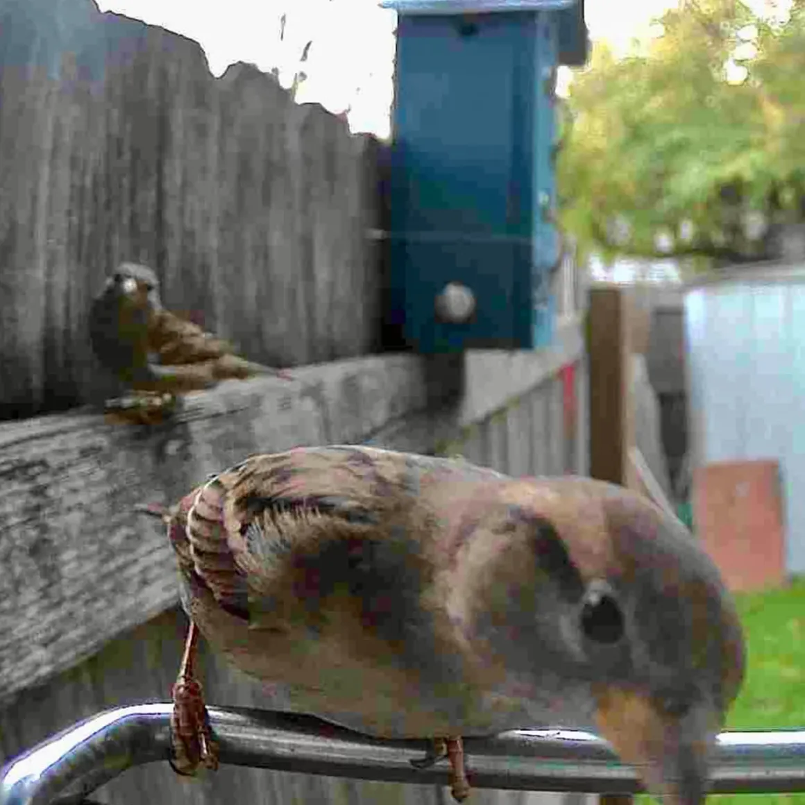 Video Camera Bird Feeder by Sharper Image