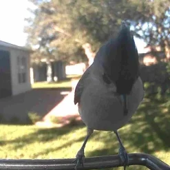 Video Camera Bird Feeder by Sharper Image