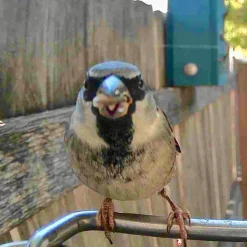 Video Camera Bird Feeder by Sharper Image