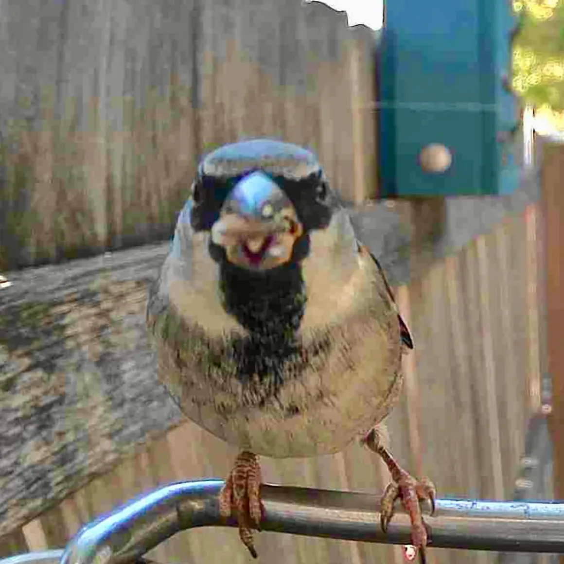 Video Camera Bird Feeder by Sharper Image