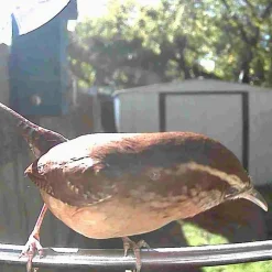 Video Camera Bird Feeder by Sharper Image