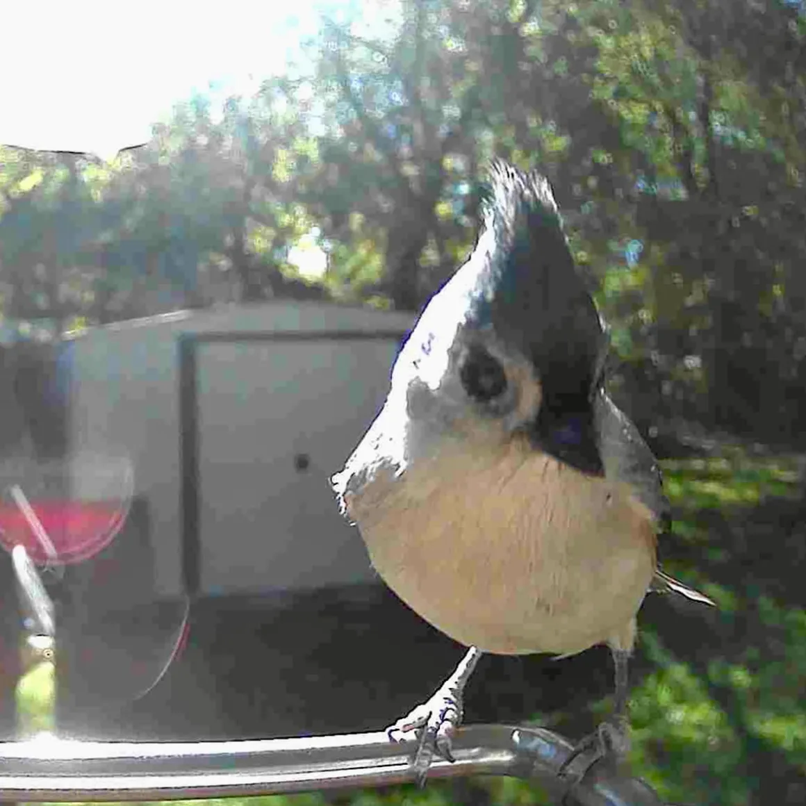 Video Camera Bird Feeder by Sharper Image